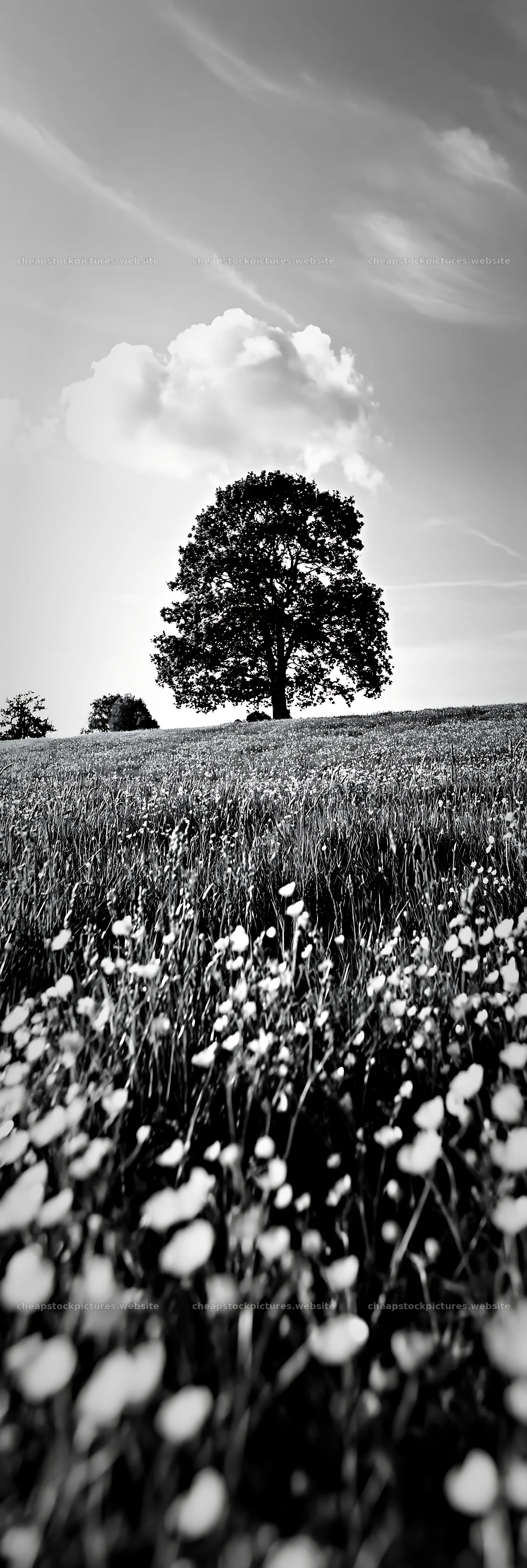 Buttercup meadow with a tree in clear blue sky – stock pictures 4602x13690