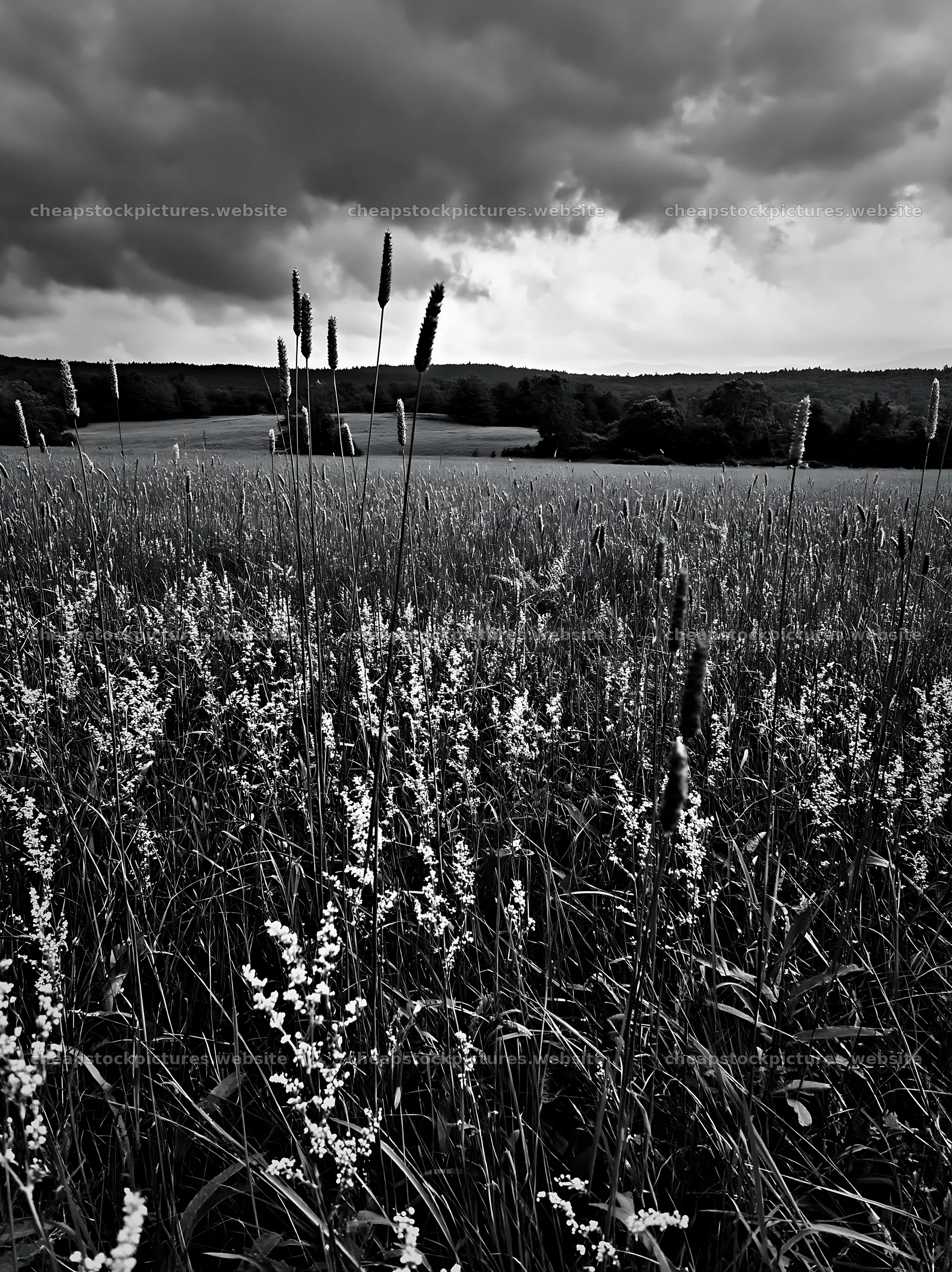 Tall grass meadow with cloudy sky above the green landscape – stock pictures 6866x9174