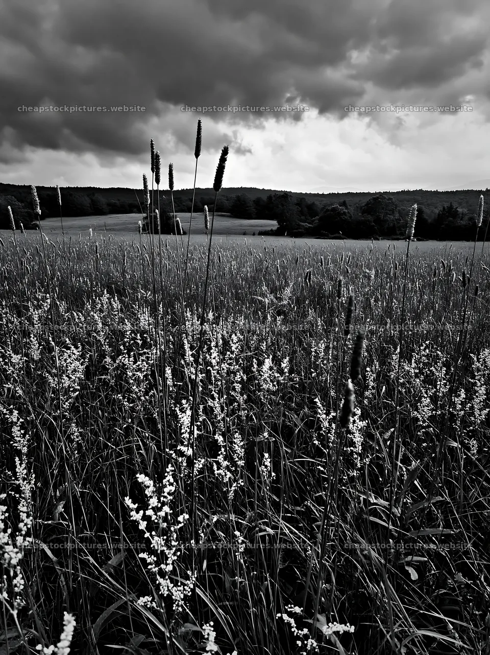 Tall grass meadow with cloudy sky above the green landscape – stock pictures 6866x9174