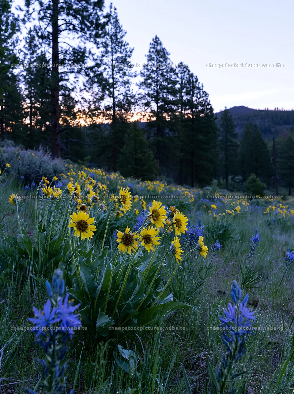 Pine forest meadow with wildflowers at dusk – stock pictures 6866x9174