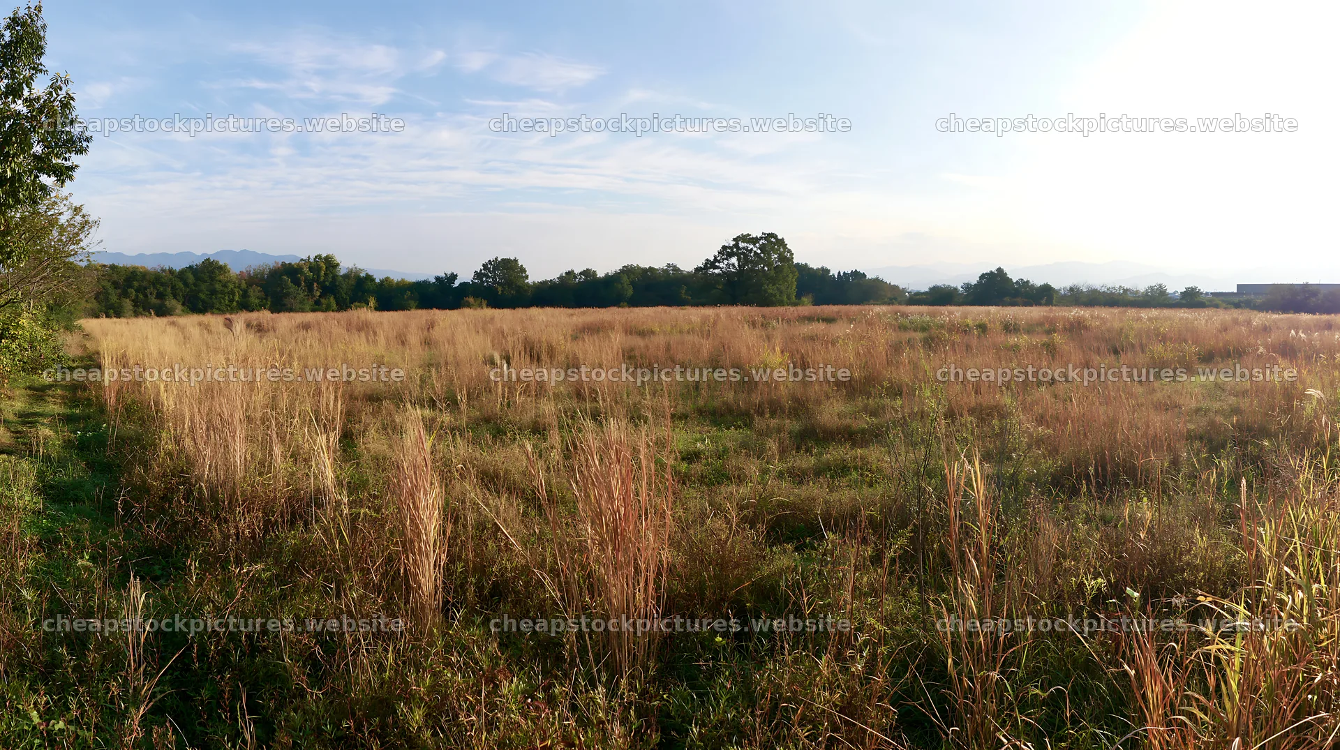 Restored meadow in Aichi with autumn seedheads in focus – stock pictures 10608x5938