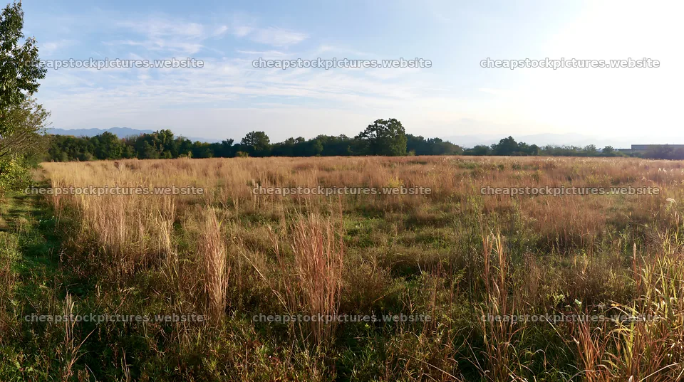 Restored meadow in Aichi with autumn seedheads in focus – stock pictures 10608x5938