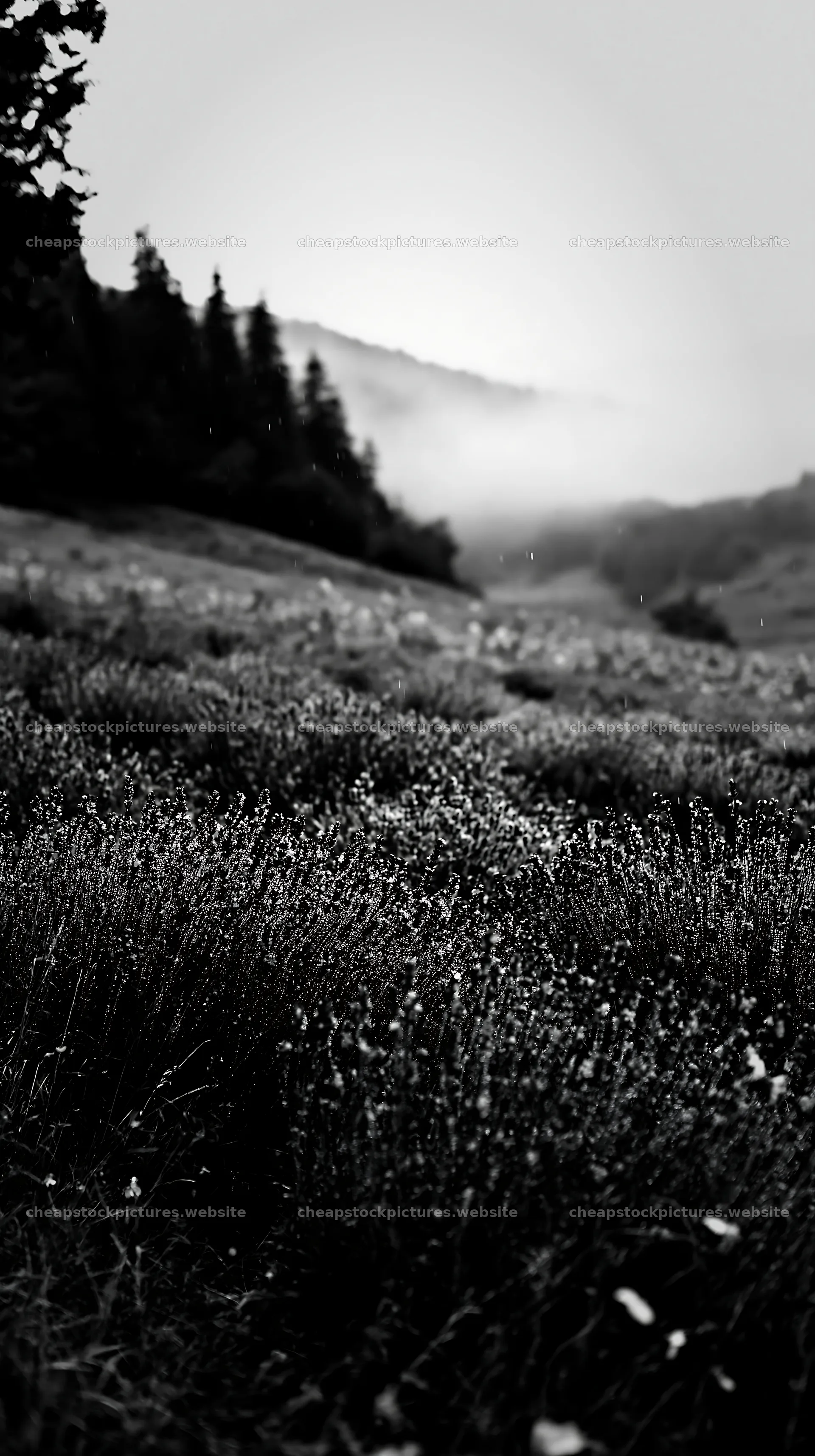 Lavender meadow with mist in the background at dawn – stock pictures 5938x10608