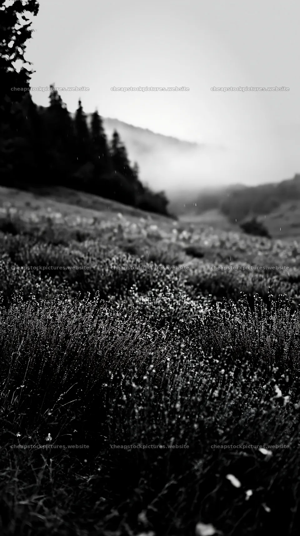 Lavender meadow with mist in the background at dawn – stock pictures 5938x10608