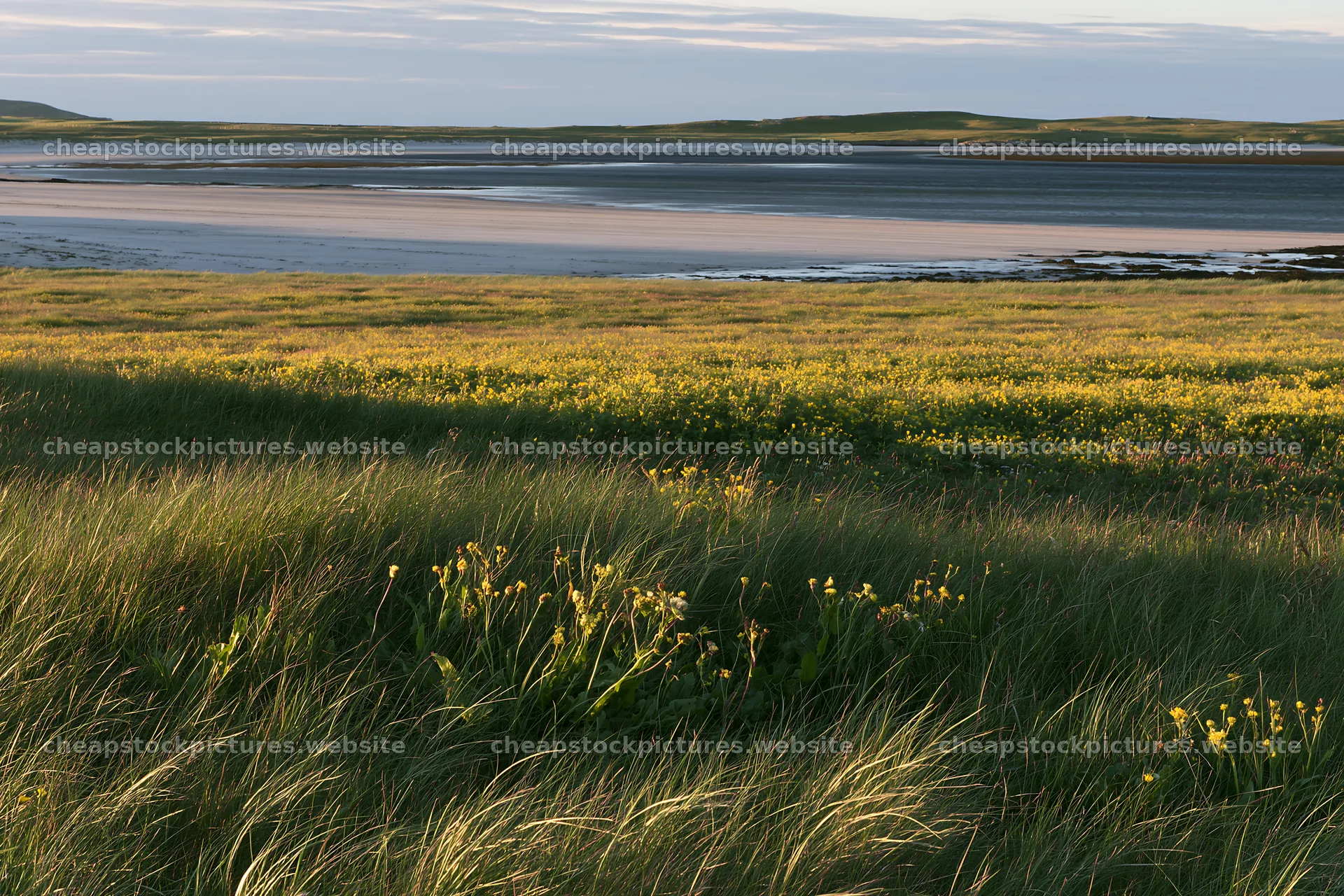 Coastal meadow with grass and flowers by the water – stock pictures 9722x6480