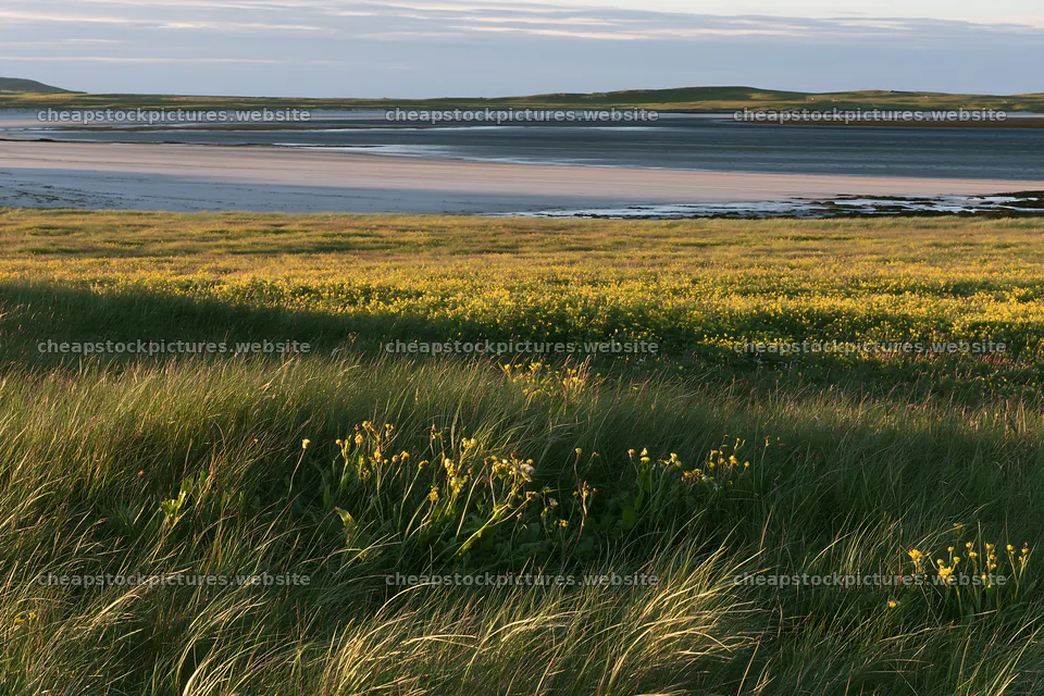 Coastal meadow with grass and flowers by the water – stock pictures 9722x6480