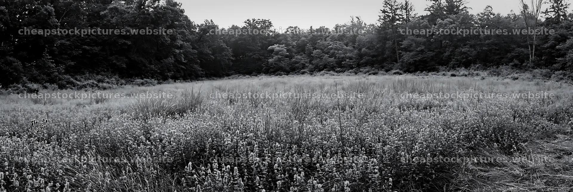 Meadow with flowers and woodland in black and white scene – stock pictures 13690x4602