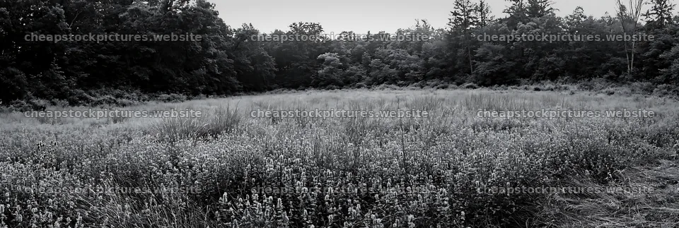 Meadow with flowers and woodland in black and white scene – stock pictures 13690x4602