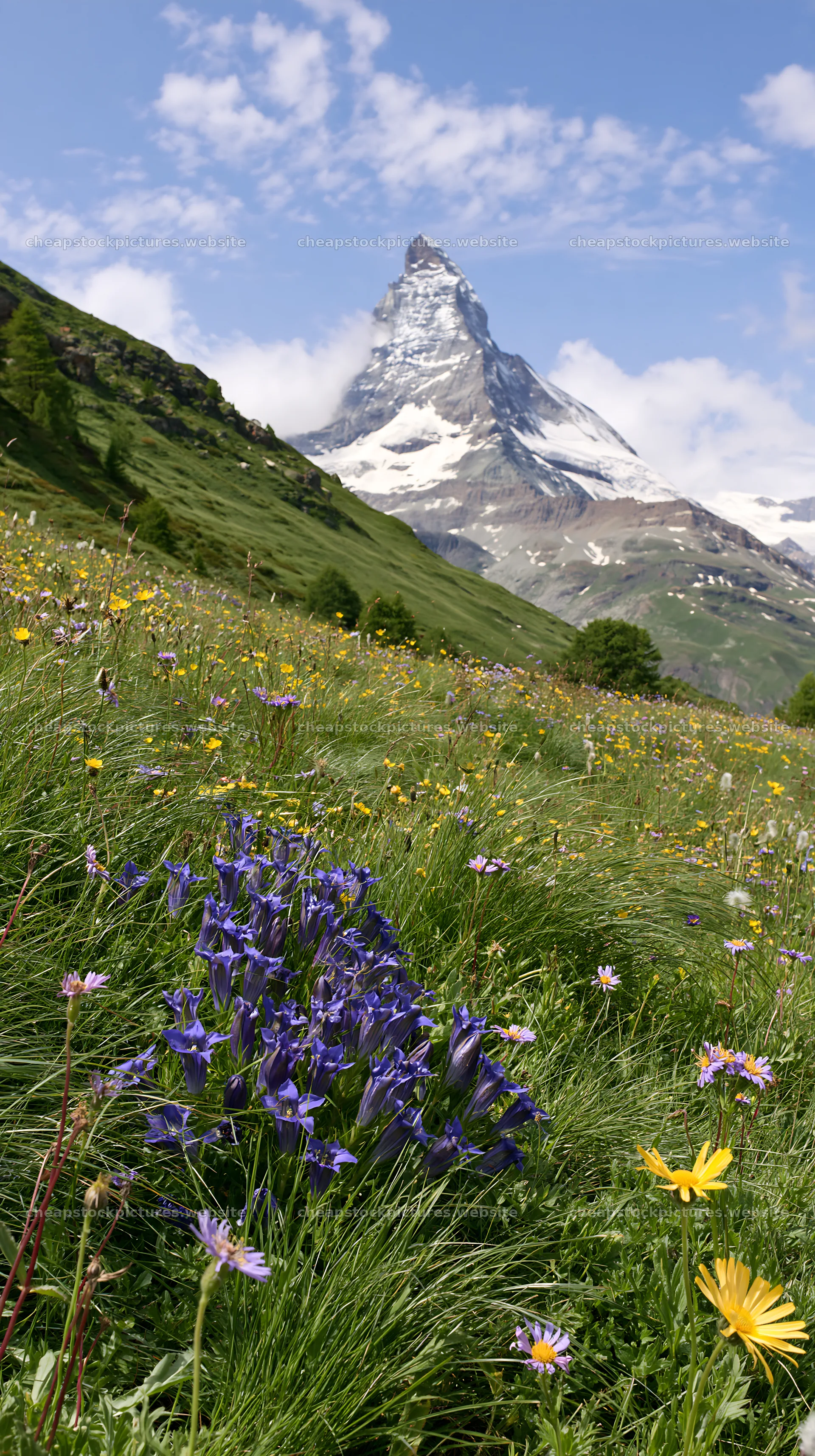 Matterhorn mountain with wildflower meadow in summer – stock pictures 5938x10608