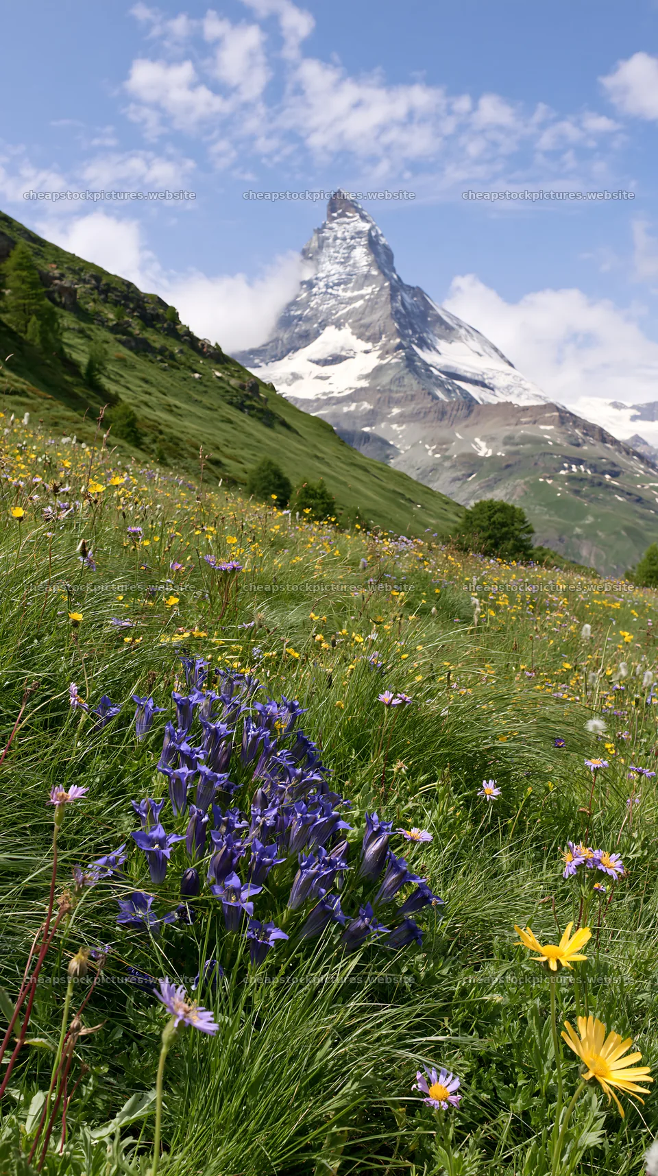 Matterhorn mountain with wildflower meadow in summer – stock pictures 5938x10608