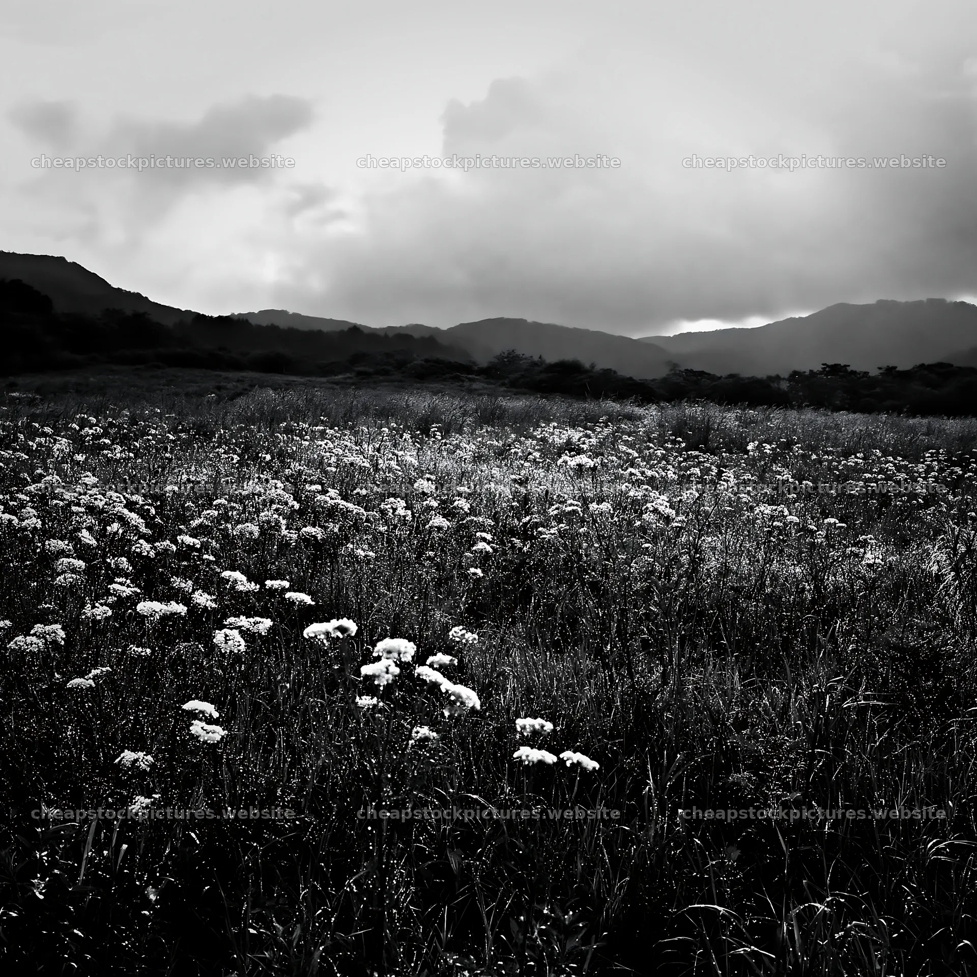 Expansive Hokkaido meadow with flowers in black and white – stock pictures 7938x7938