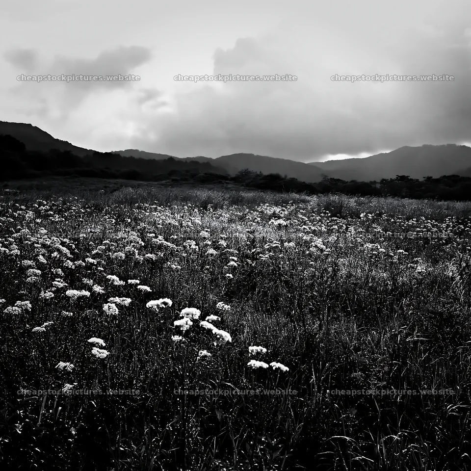 Expansive Hokkaido meadow with flowers in black and white – stock pictures 7938x7938