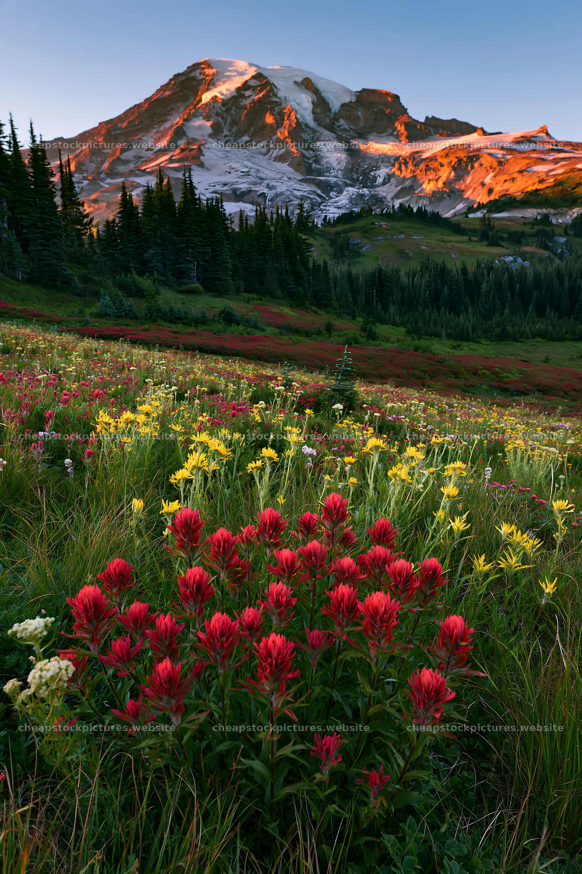Wildflower meadow at Mount Rainier during early sunrise – stock pictures 6480x9722