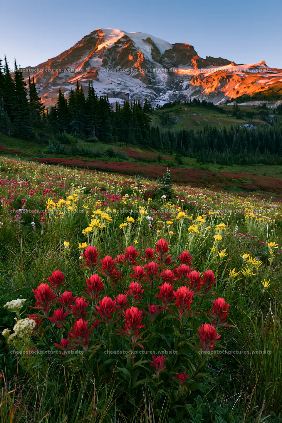 Wildflower meadow at Mount Rainier during early sunrise – stock pictures 6480x9722