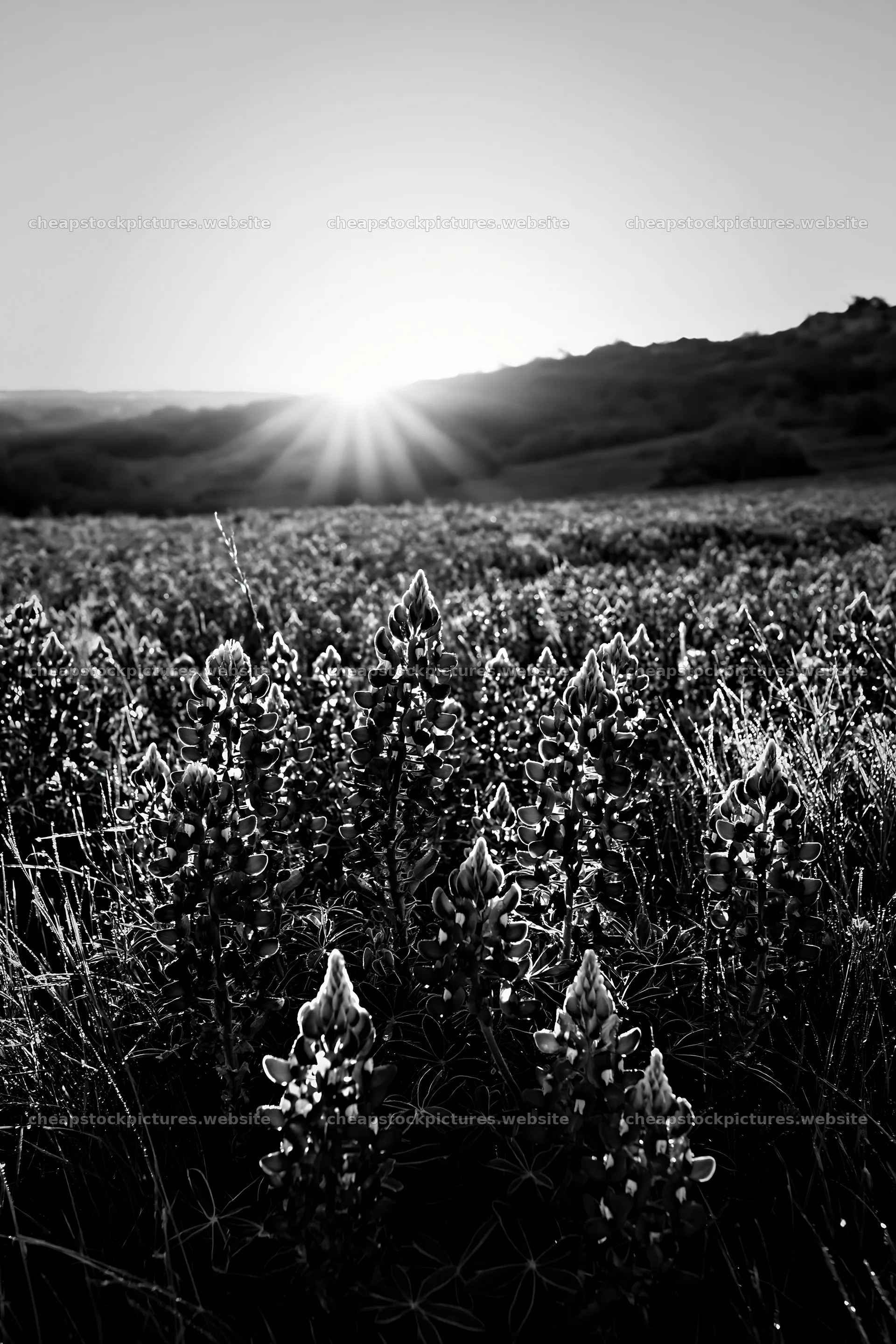 Bluebonnet meadow at sunrise with light emerging from horizon – stock pictures 6480x9722