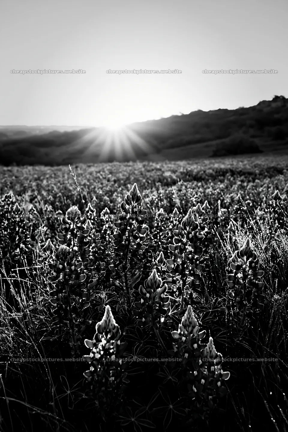Bluebonnet meadow at sunrise with light emerging from horizon – stock pictures 6480x9722