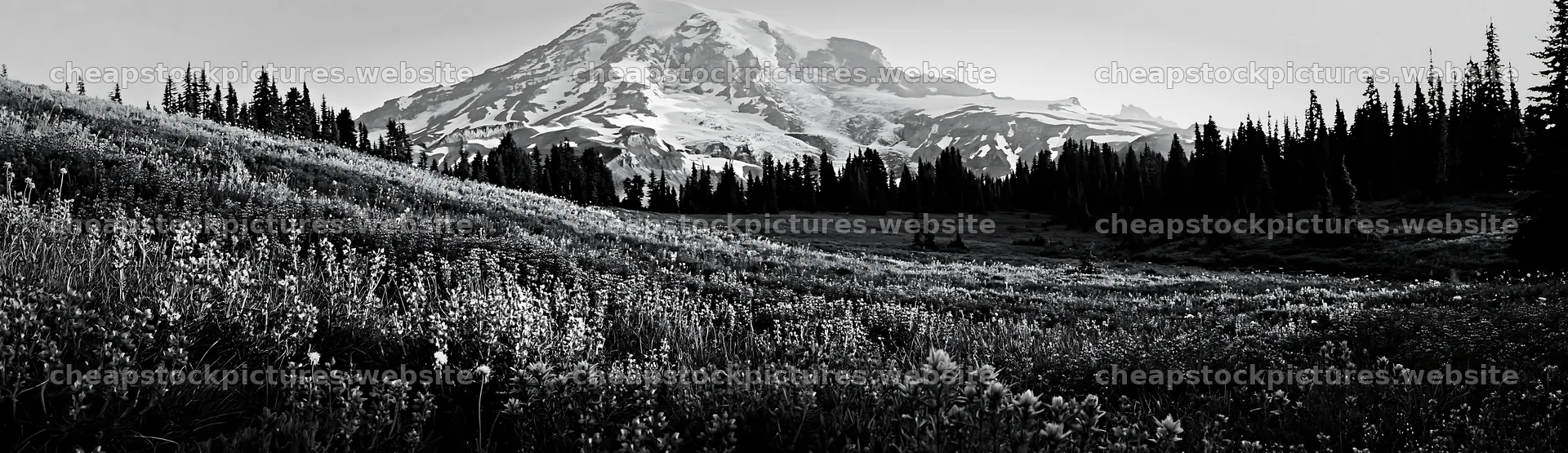 Mount Rainier wildflower meadow at sunrise – stock pictures 14762x4268