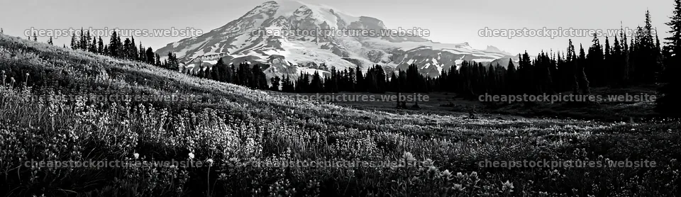 Mount Rainier wildflower meadow at sunrise – stock pictures 14762x4268