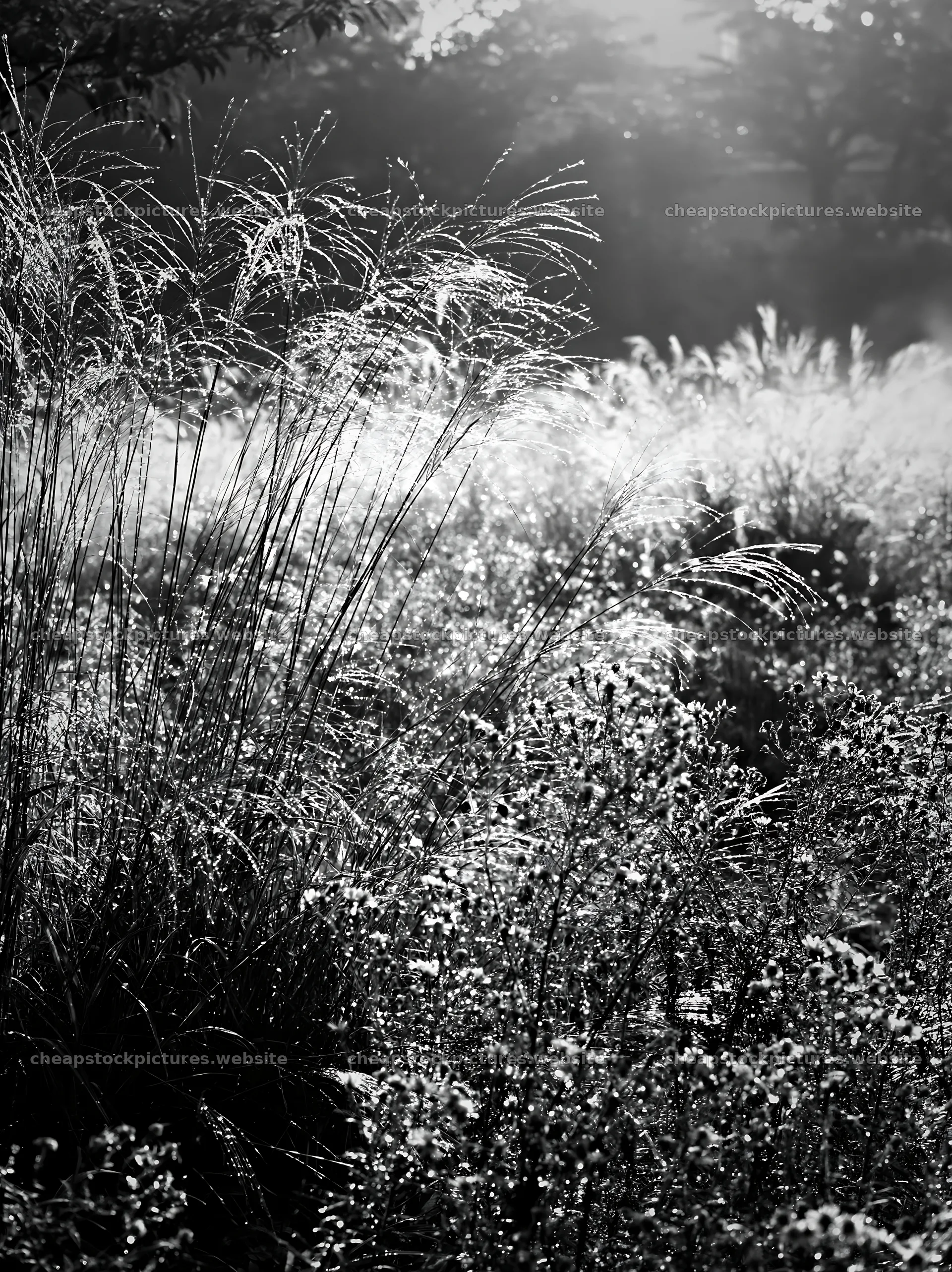 Tokyo urban biodiversity meadow with seedheads in sunlight – stock pictures 6866x9174
