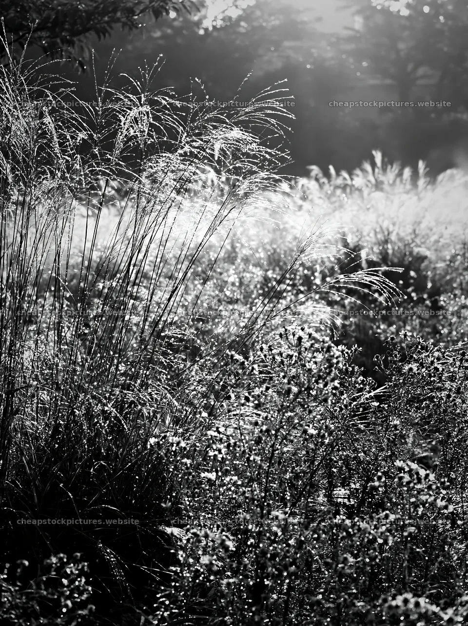 Tokyo urban biodiversity meadow with seedheads in sunlight – stock pictures 6866x9174