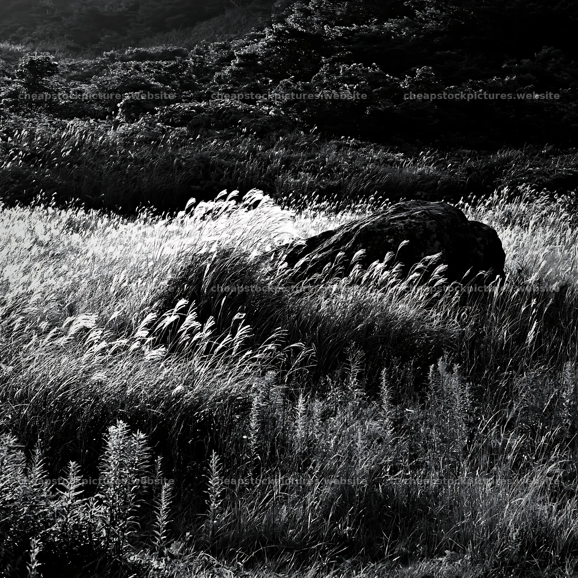Aomori climate resilient meadow with boulder under soft light – stock pictures 7938x7938