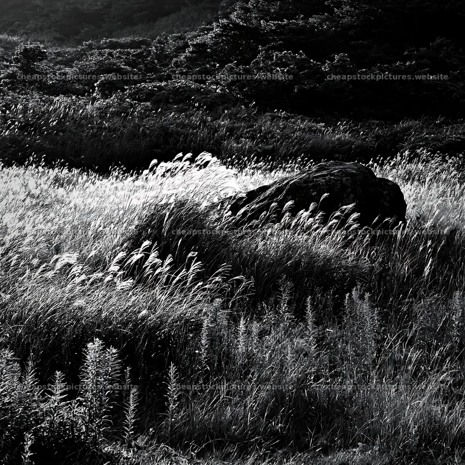Aomori climate resilient meadow with boulder under soft light – stock pictures 7938x7938