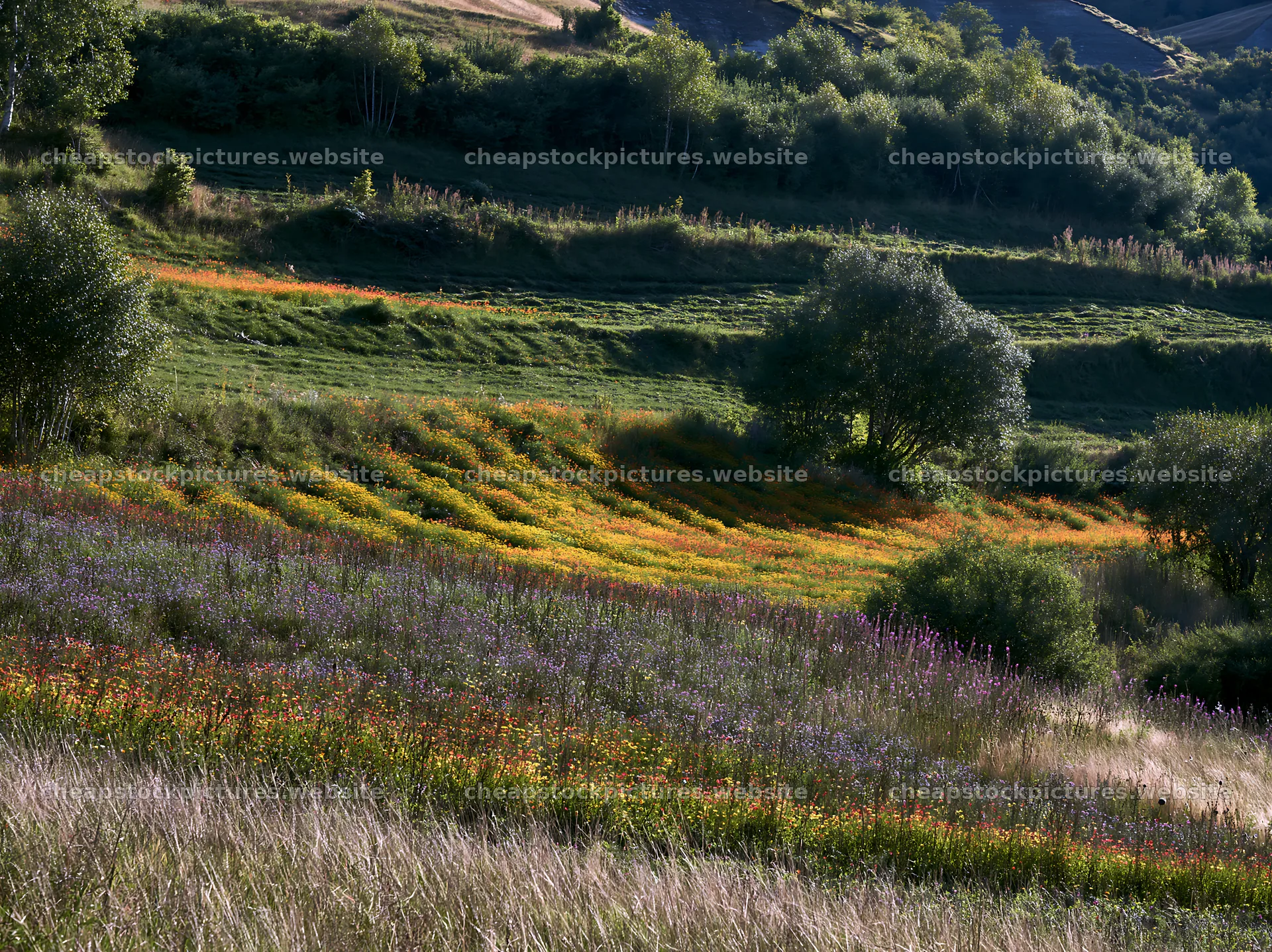 Valley apple meadow with blooming flowers and green hills – stock pictures 9174x6866