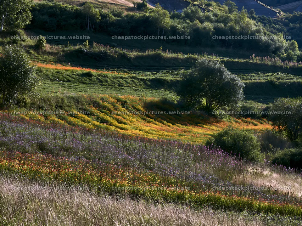 Valley apple meadow with blooming flowers and green hills – stock pictures 9174x6866