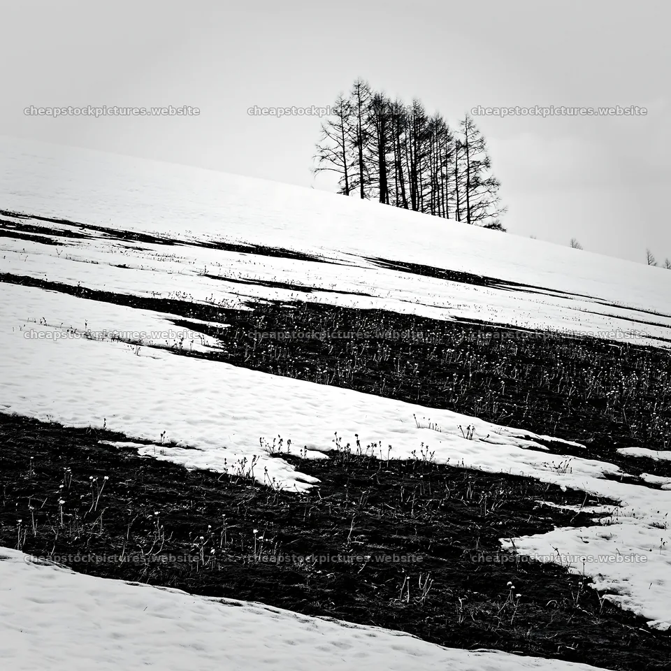 Snow covered Biei hills meadow with patches of yellow flowers – stock pictures 7938x7938