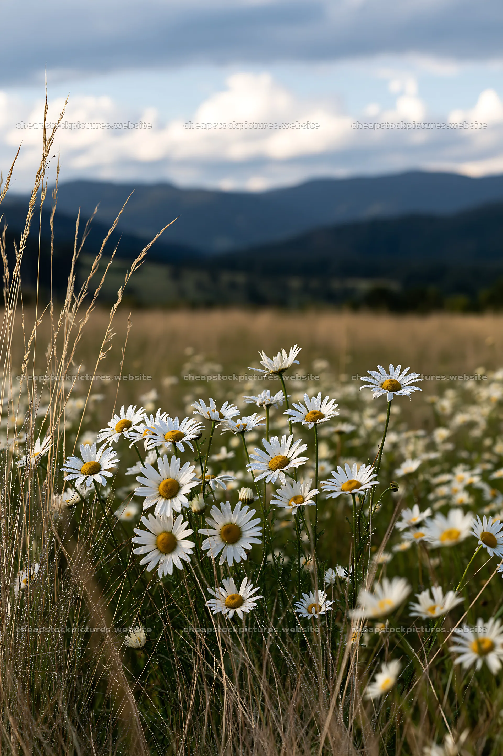 Chamomile flowers in meadow with mountains in background – stock pictures 6480x9722