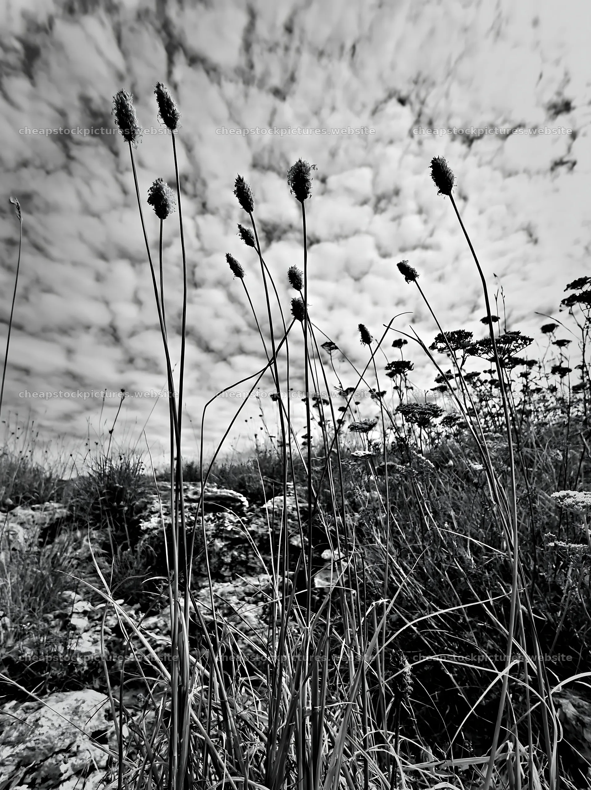 Seedhead meadow with tall grasses against a cloudy sky – stock pictures 6866x9174