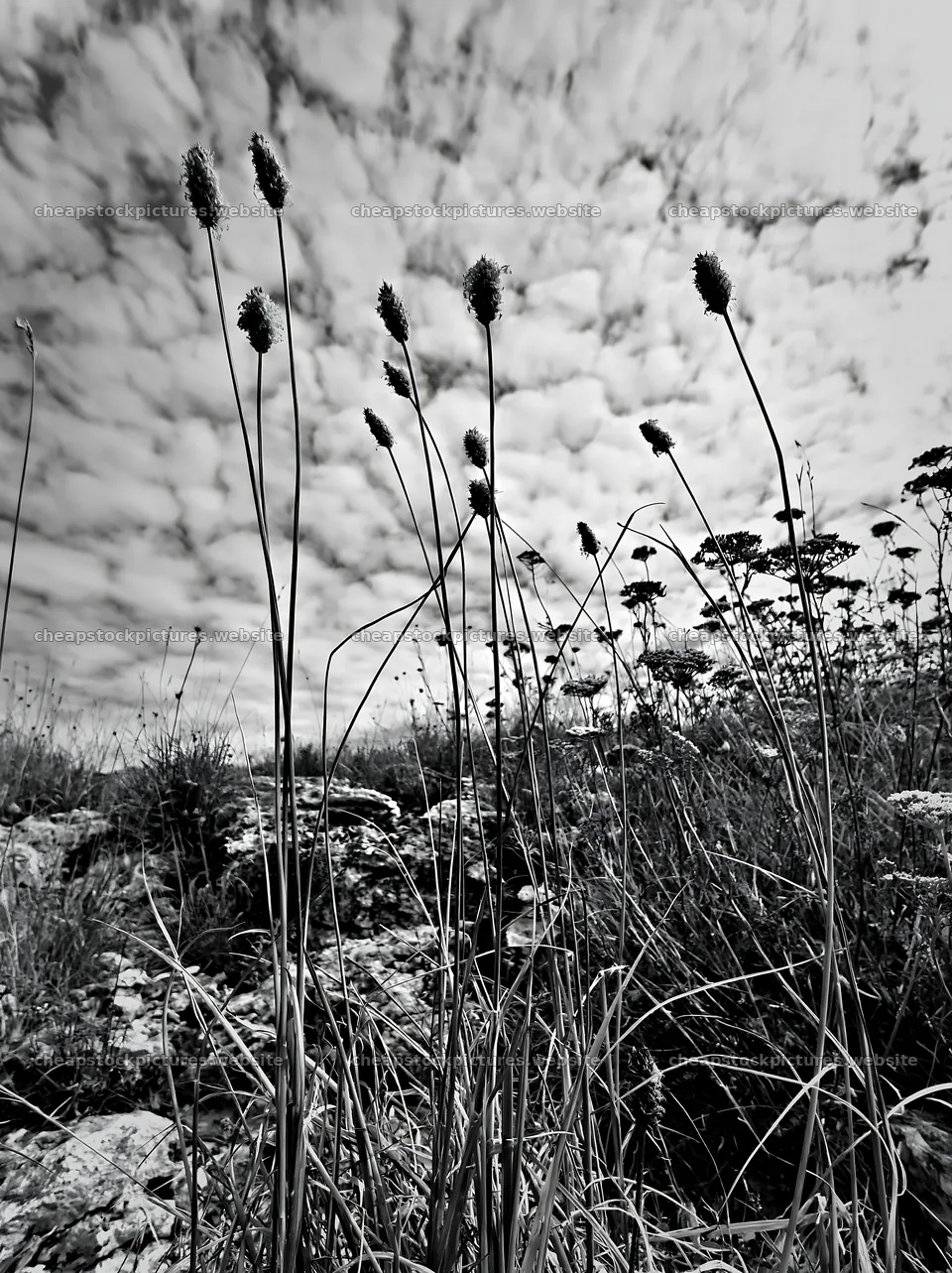 Seedhead meadow with tall grasses against a cloudy sky – stock pictures 6866x9174