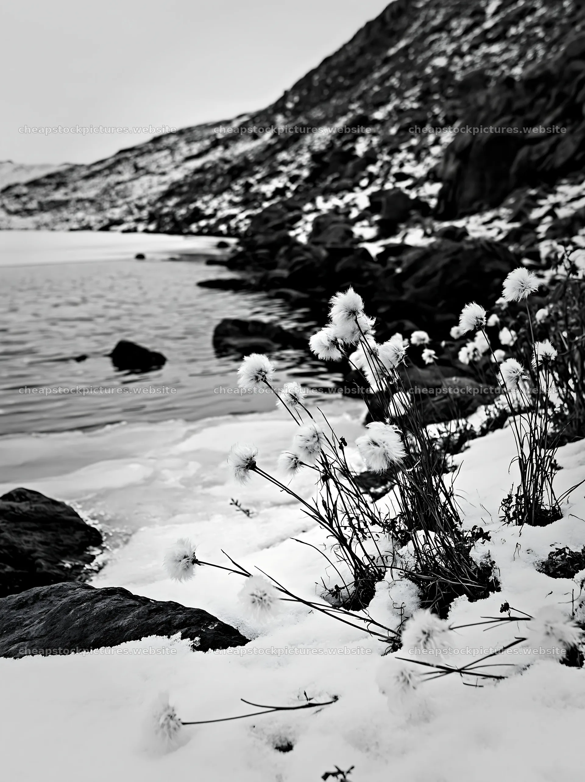 Frozen tarn meadow with snow-covered plants along the water – stock pictures 6866x9174
