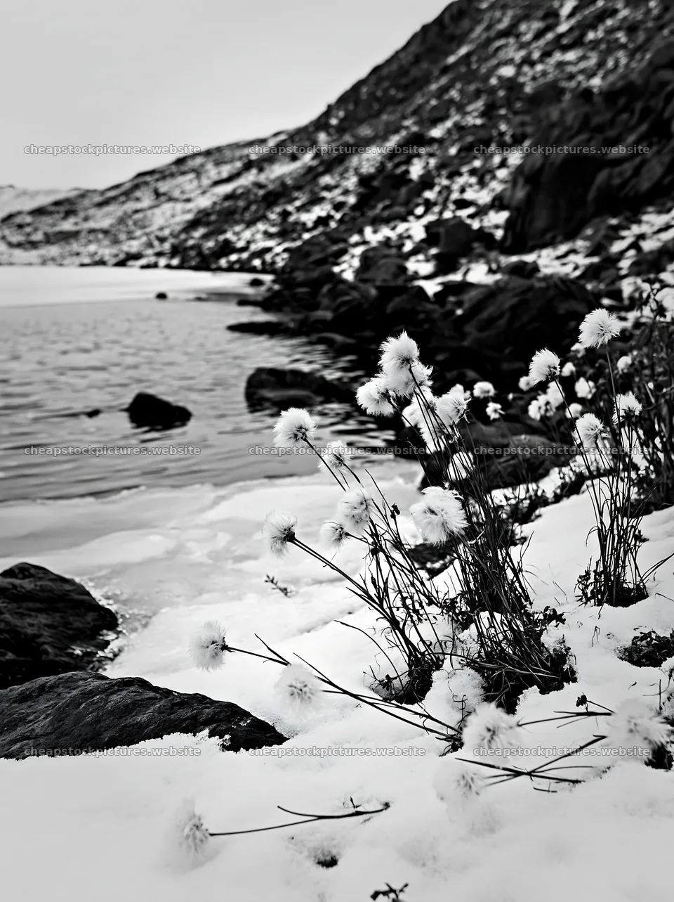 Frozen tarn meadow with snow-covered plants along the water – stock pictures 6866x9174