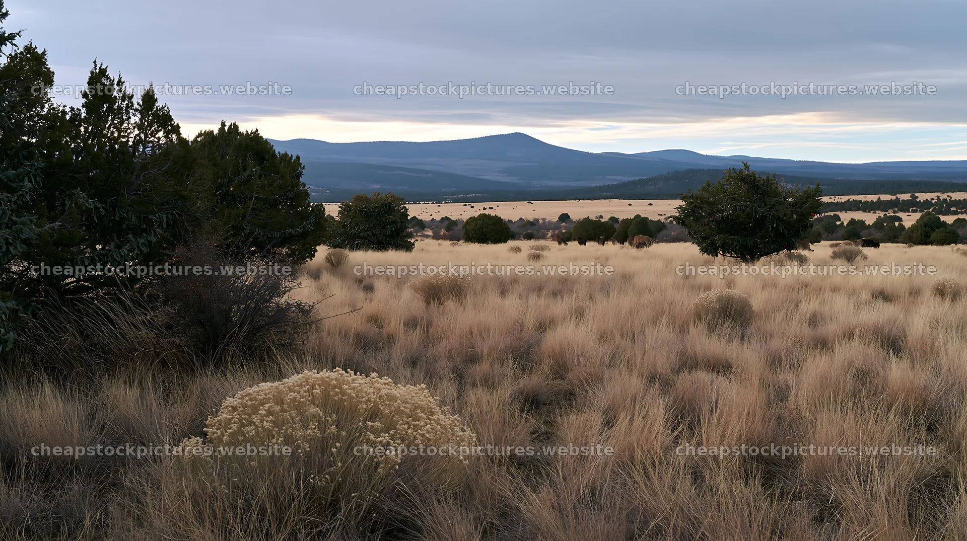 Expansive meadow with drought tolerant stems and hills in distance – stock pictures 10608x5938