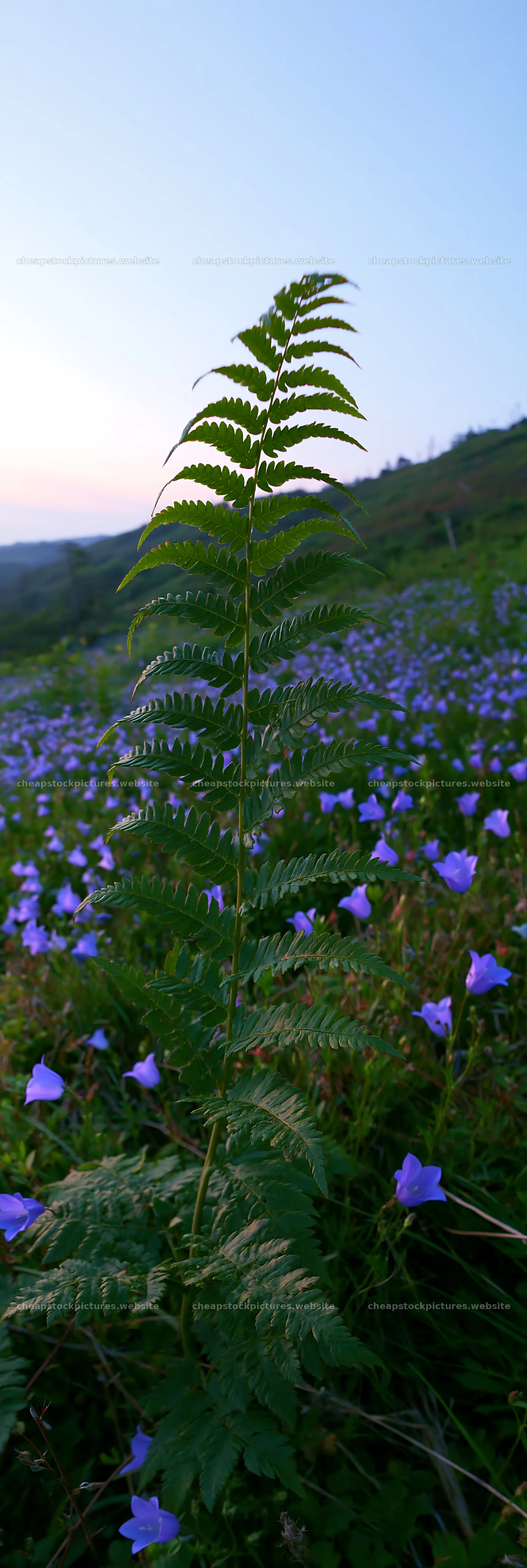 Tokushima mountain meadow fern frond in flower field – stock pictures 4602x13690