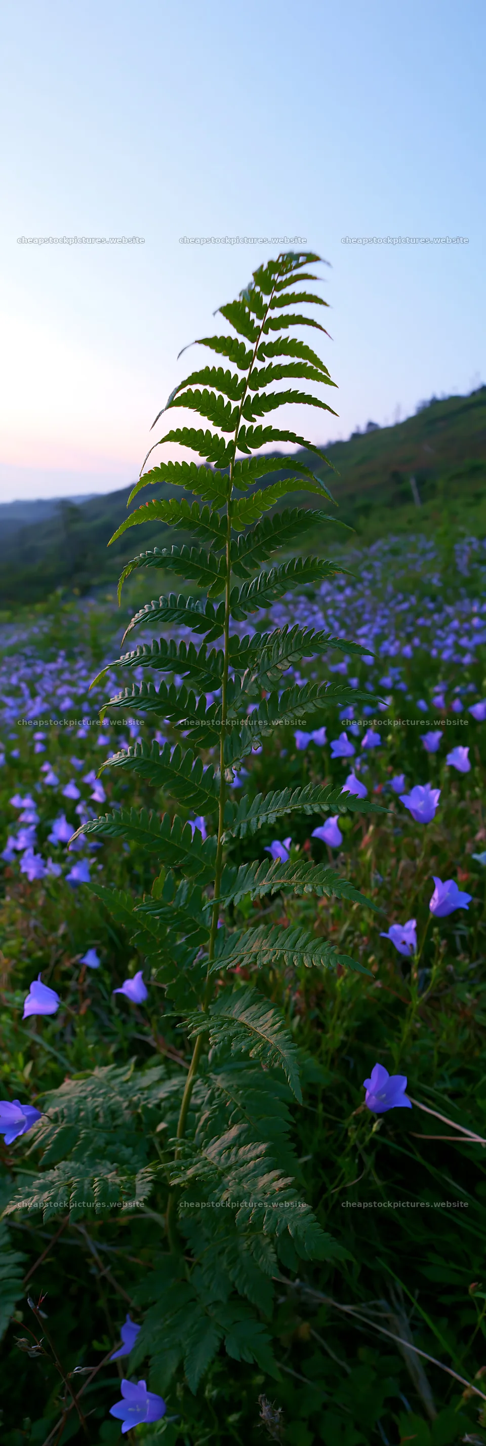 Tokushima mountain meadow fern frond in flower field – stock pictures 4602x13690