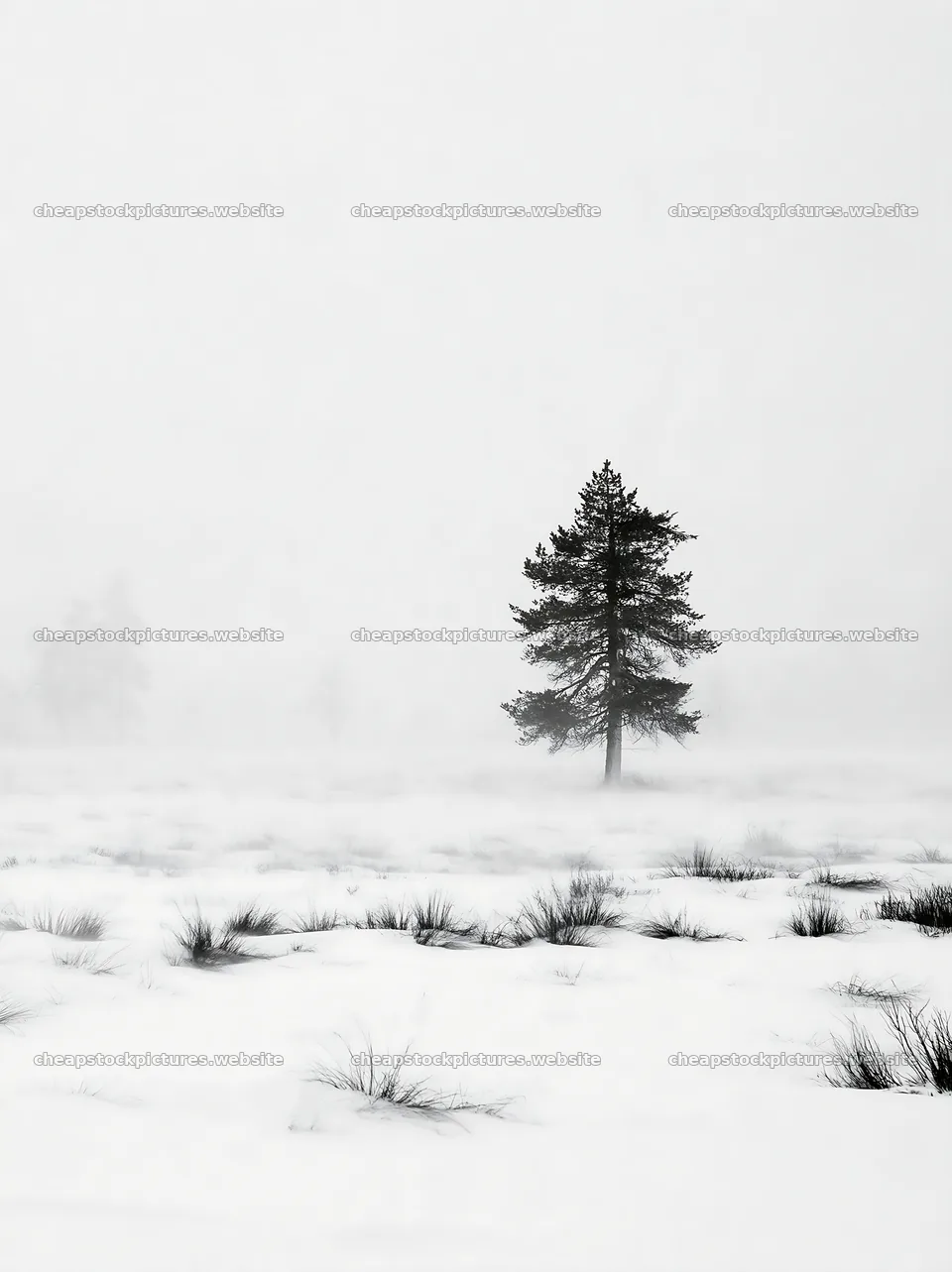 Snowbound meadow with a single tree in winter landscape – stock pictures 6866x9174