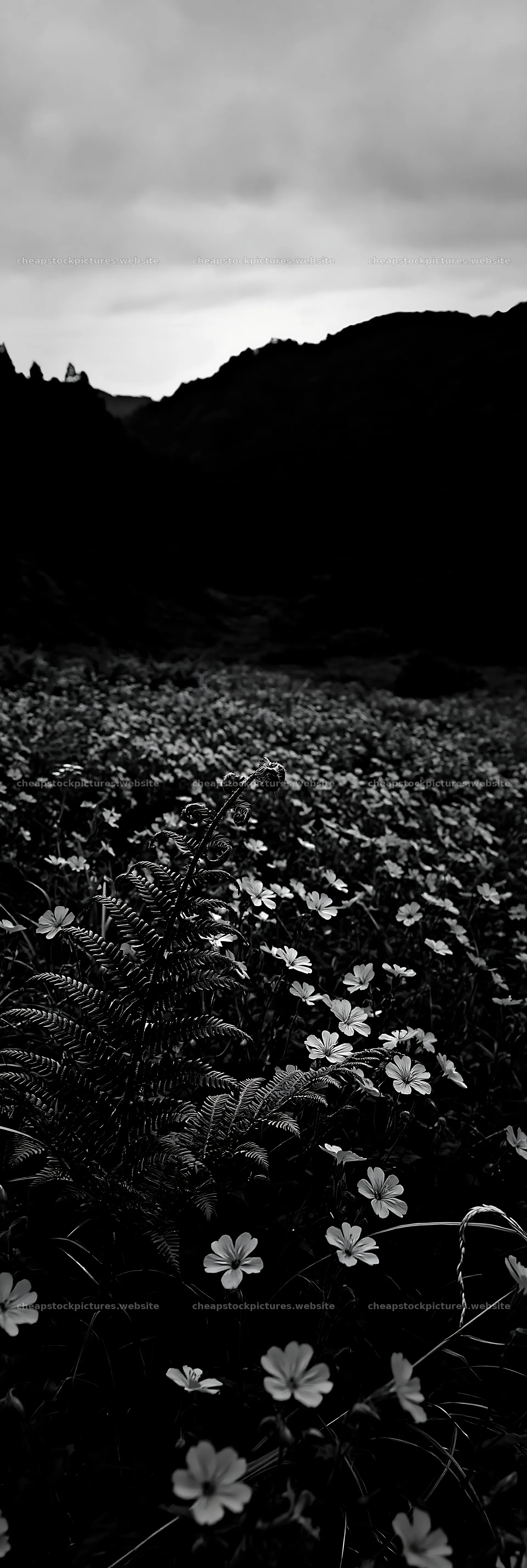 Tokushima mountain meadow with fern frond and flowers – stock pictures 4602x13690