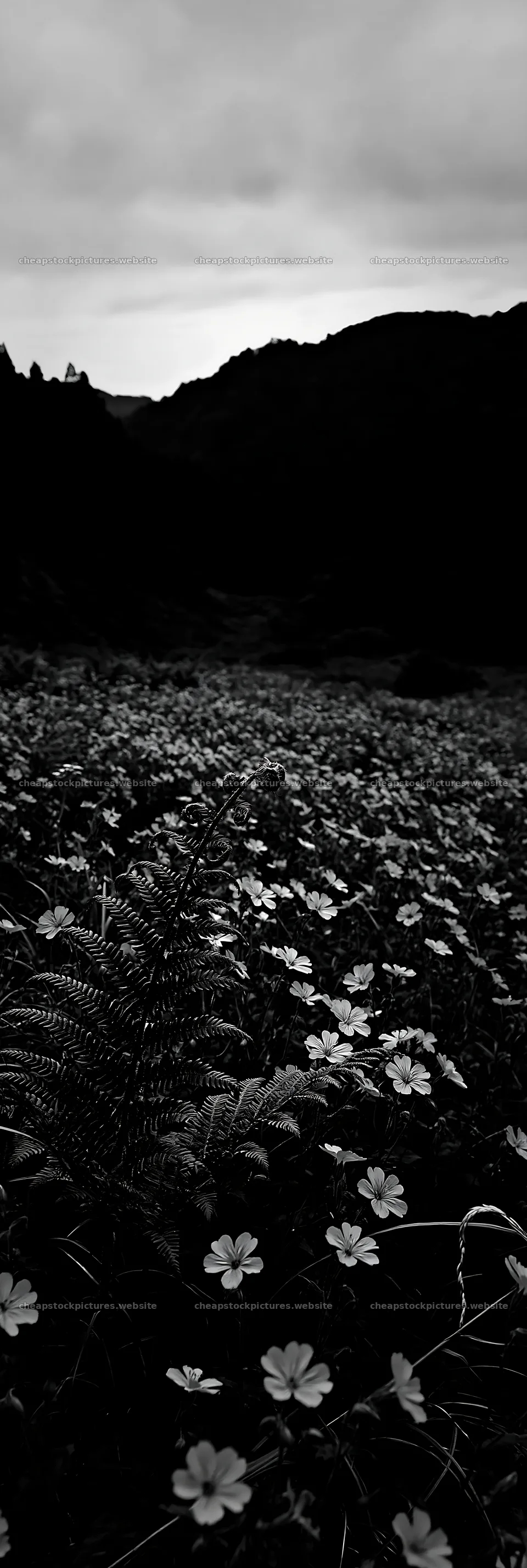 Tokushima mountain meadow with fern frond and flowers – stock pictures 4602x13690