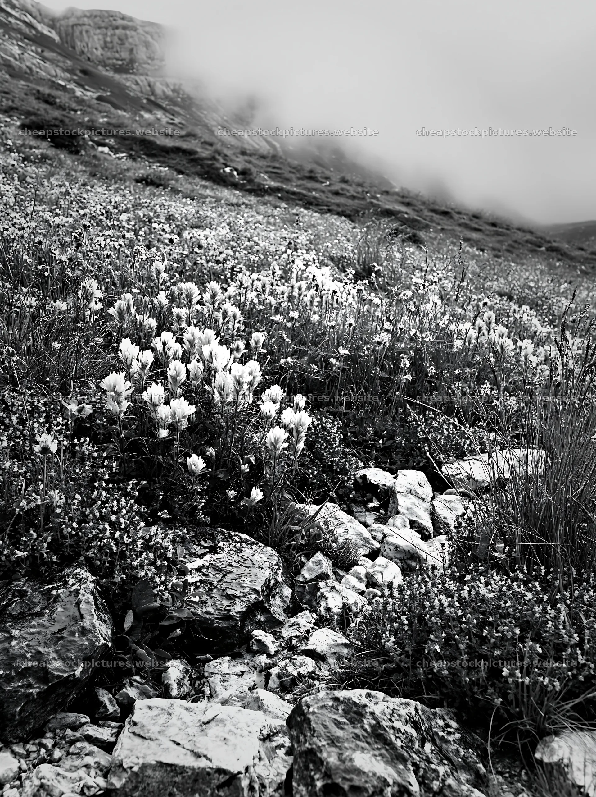 Cloudy dry flower meadow with rocks and hills in the background – stock pictures 6866x9174