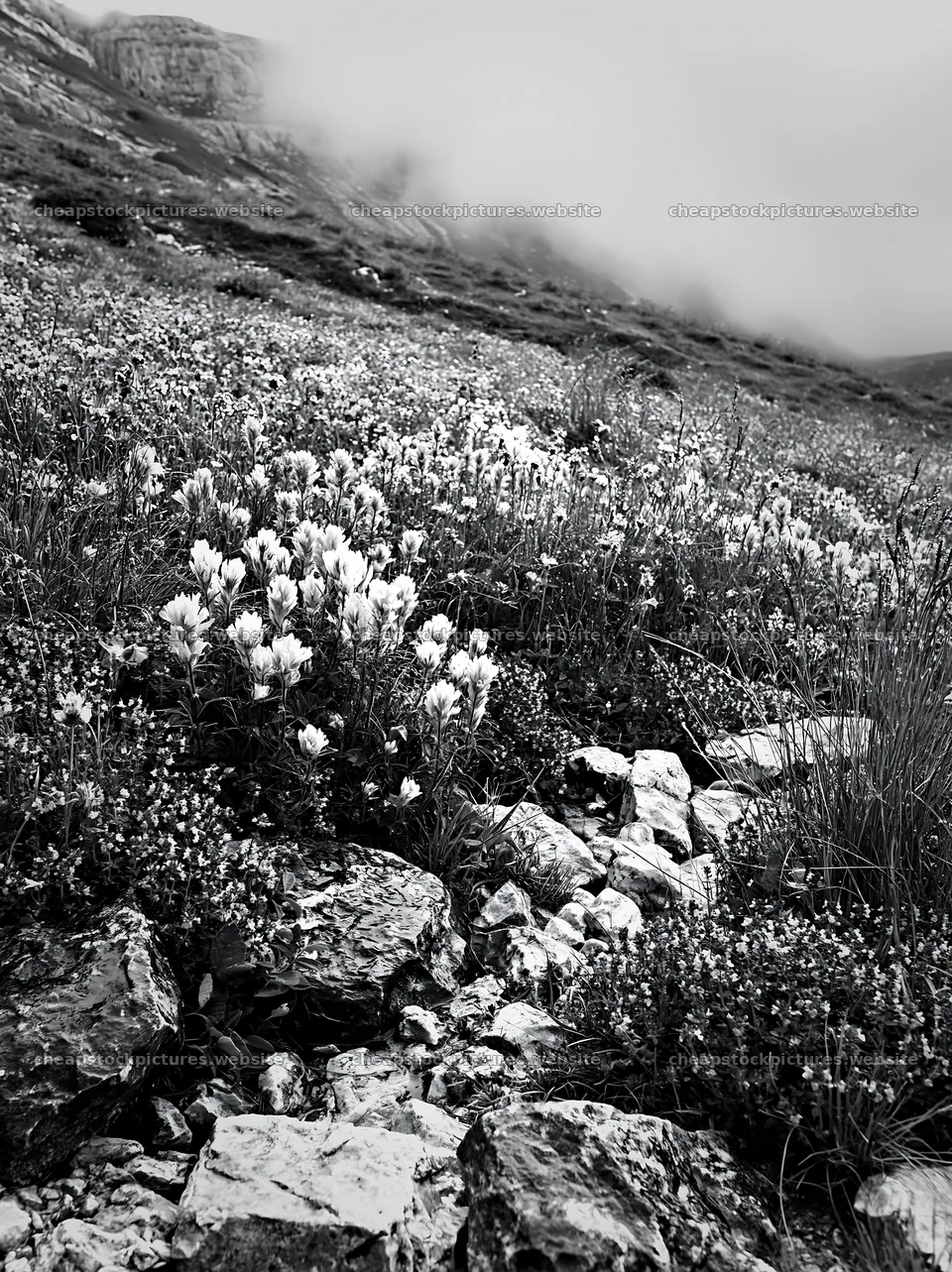 Cloudy dry flower meadow with rocks and hills in the background – stock pictures 6866x9174