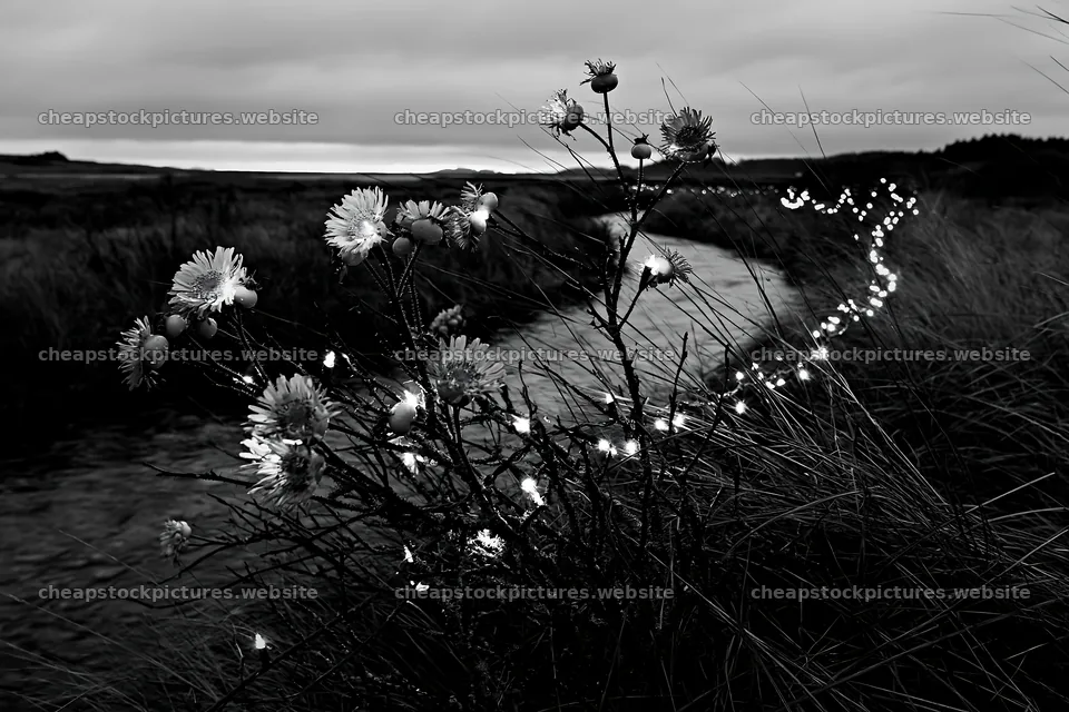 Christmas lights along a stream in a meadow – stock pictures 9722x6480