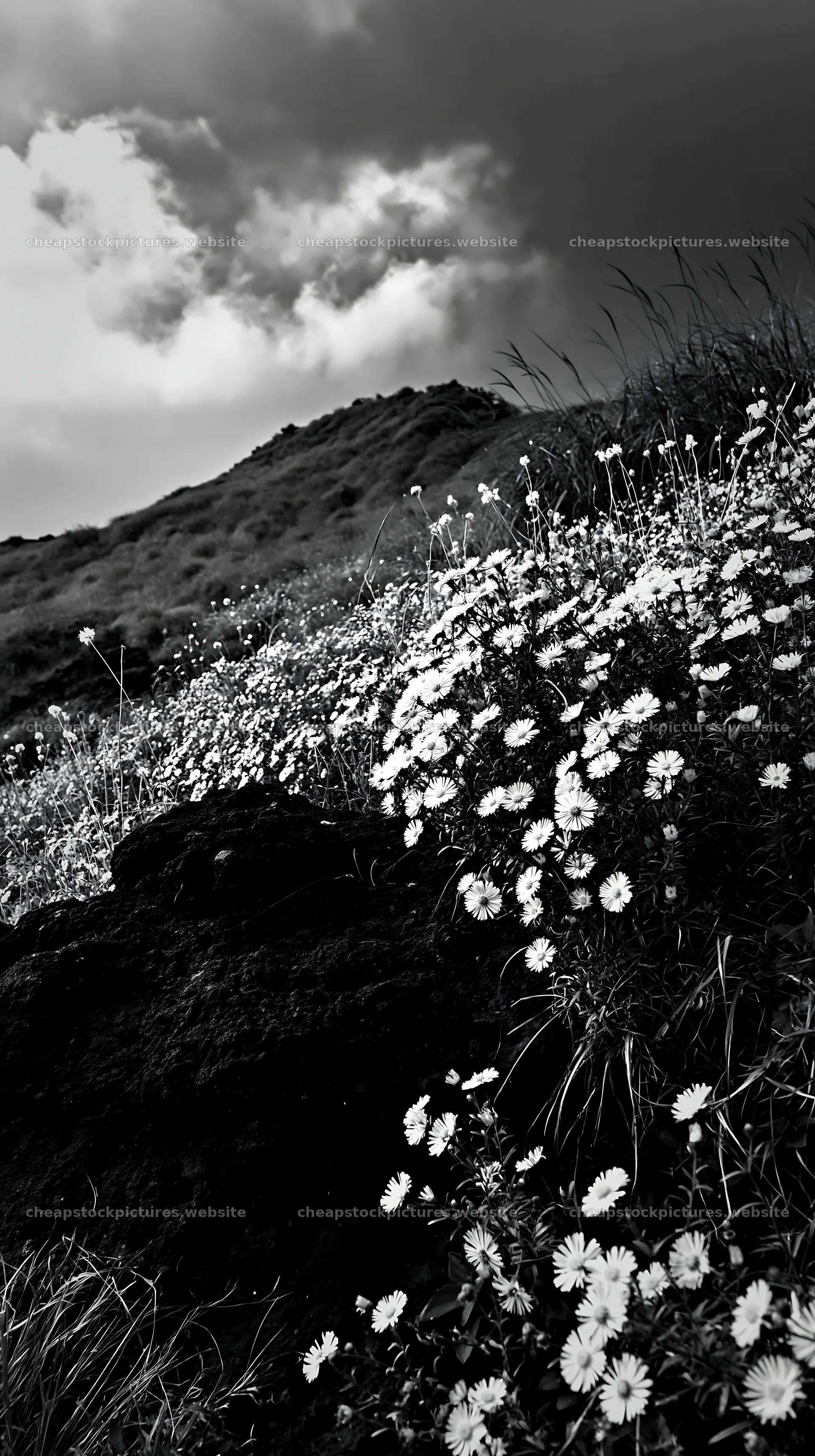 Kumamoto volcanic meadow dark rock foreground with flowers – stock pictures 5938x10608
