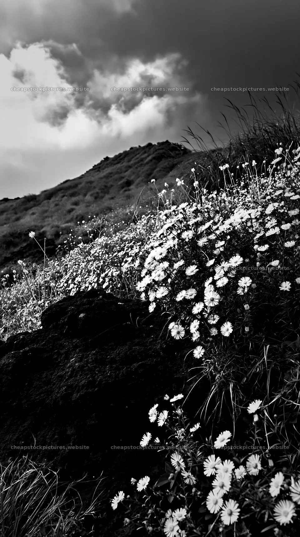 Kumamoto volcanic meadow dark rock foreground with flowers – stock pictures 5938x10608