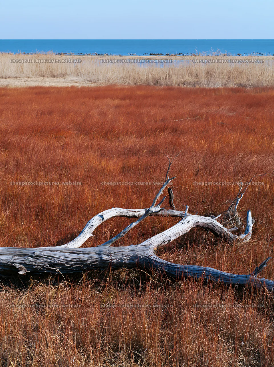Chiba coastal meadow with driftwood in the foreground – stock pictures 6866x9174