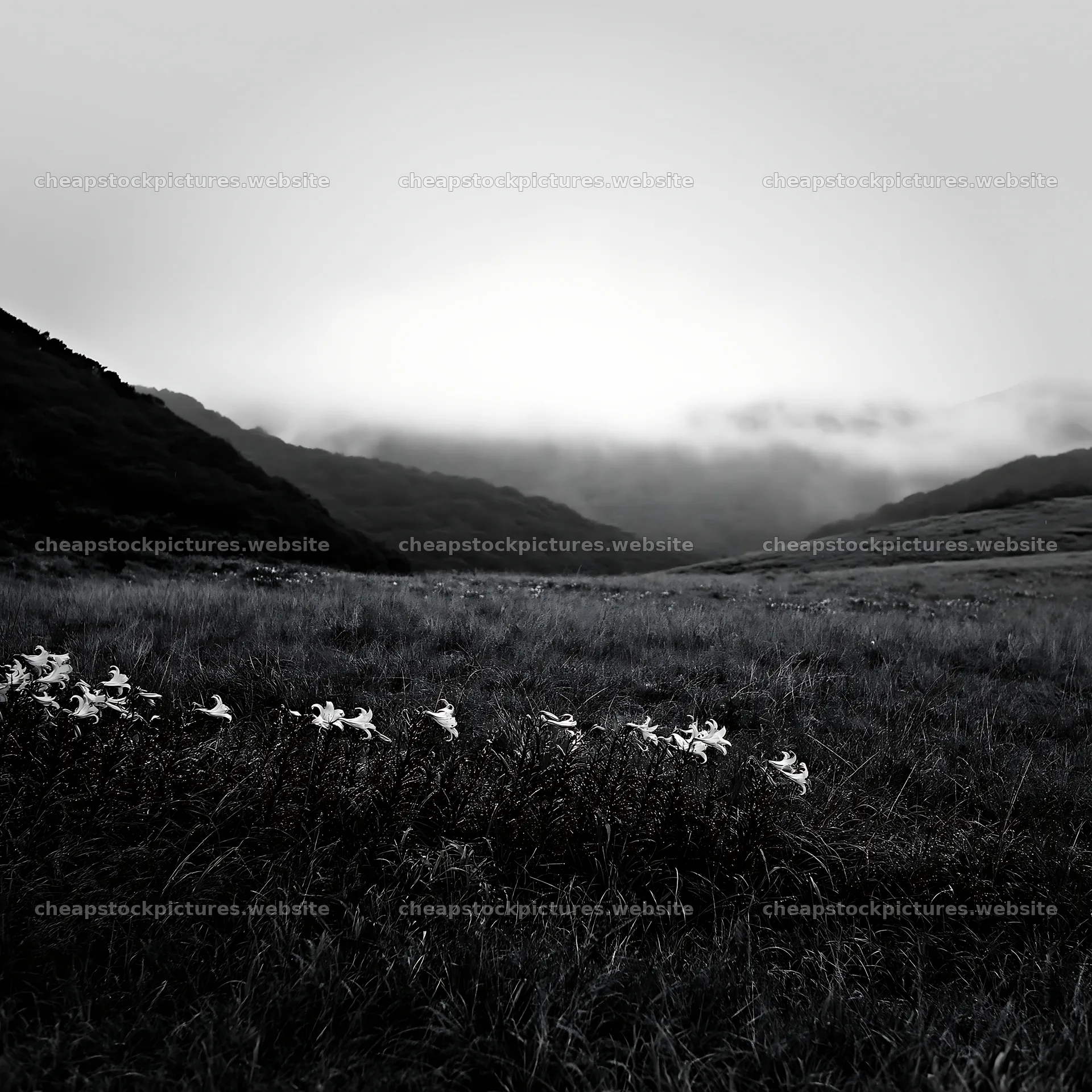 Rainwashed meadow with yellow flowers in a misty valley – stock pictures 7938x7938