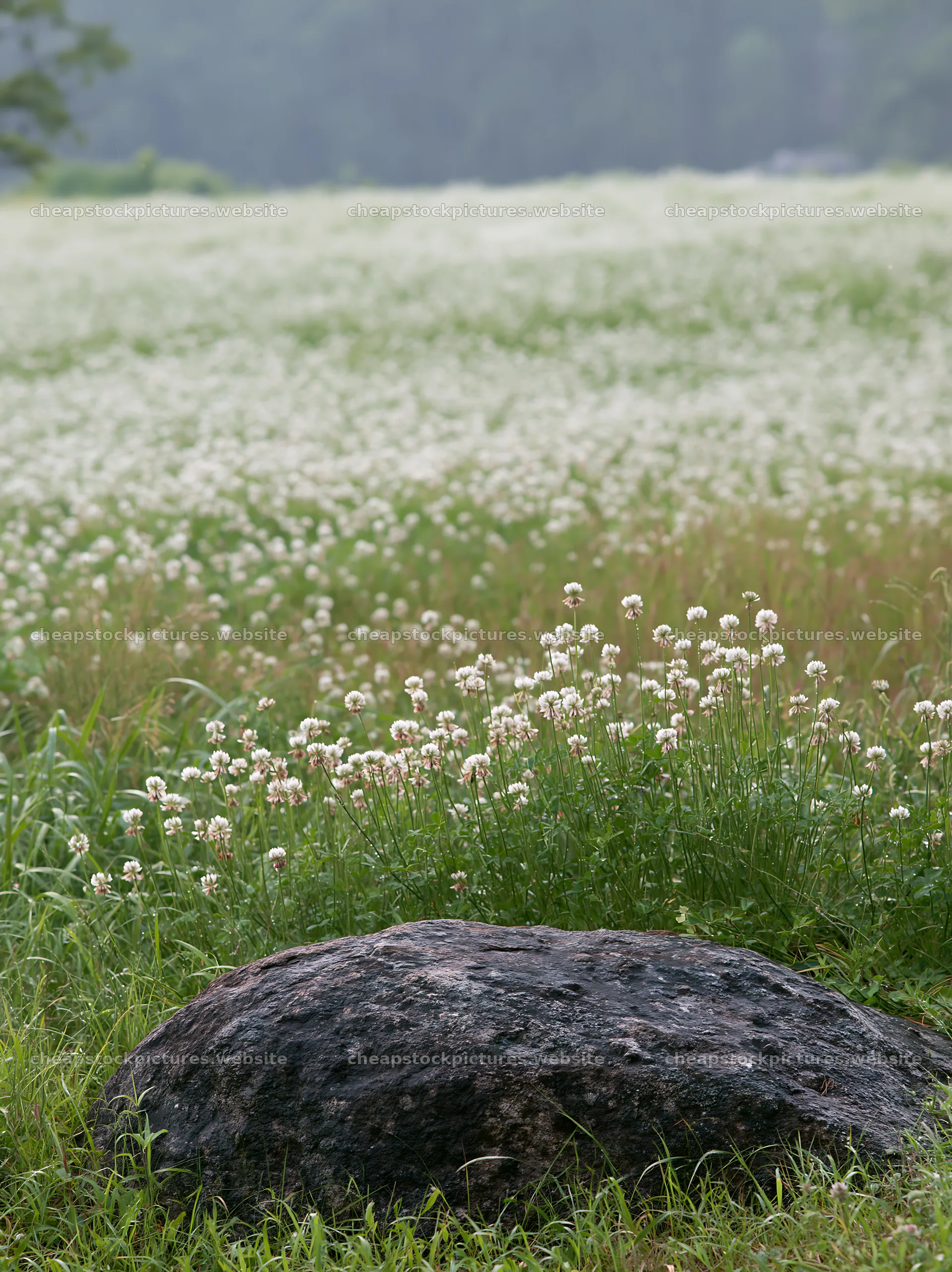 Hiroshima rainy meadow smooth rock foreground – stock pictures 6866x9174
