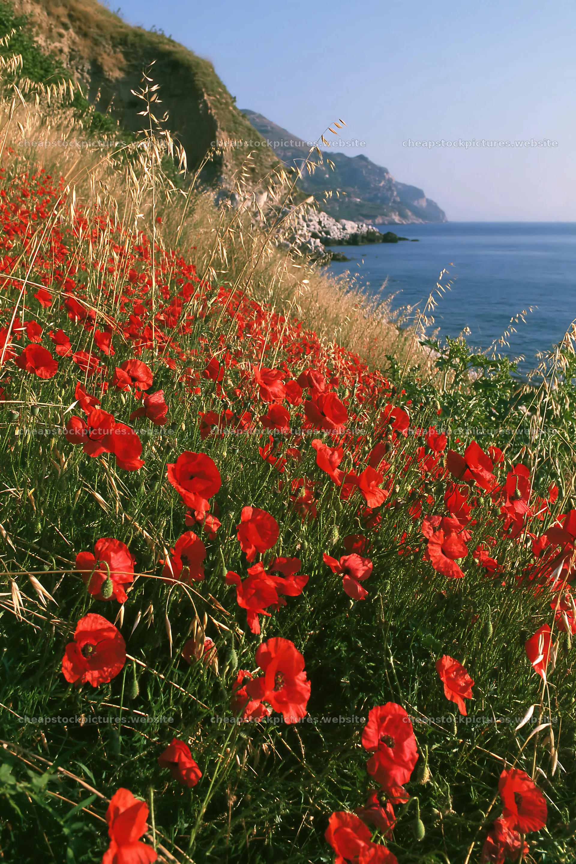 Italian meadow with red flowers along rocky coast – stock pictures 6480x9722
