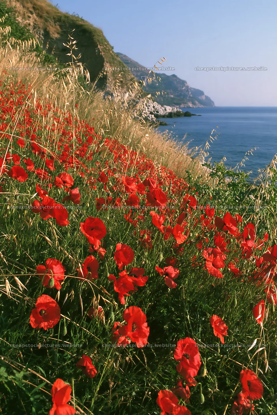 Italian meadow with red flowers along rocky coast – stock pictures 6480x9722